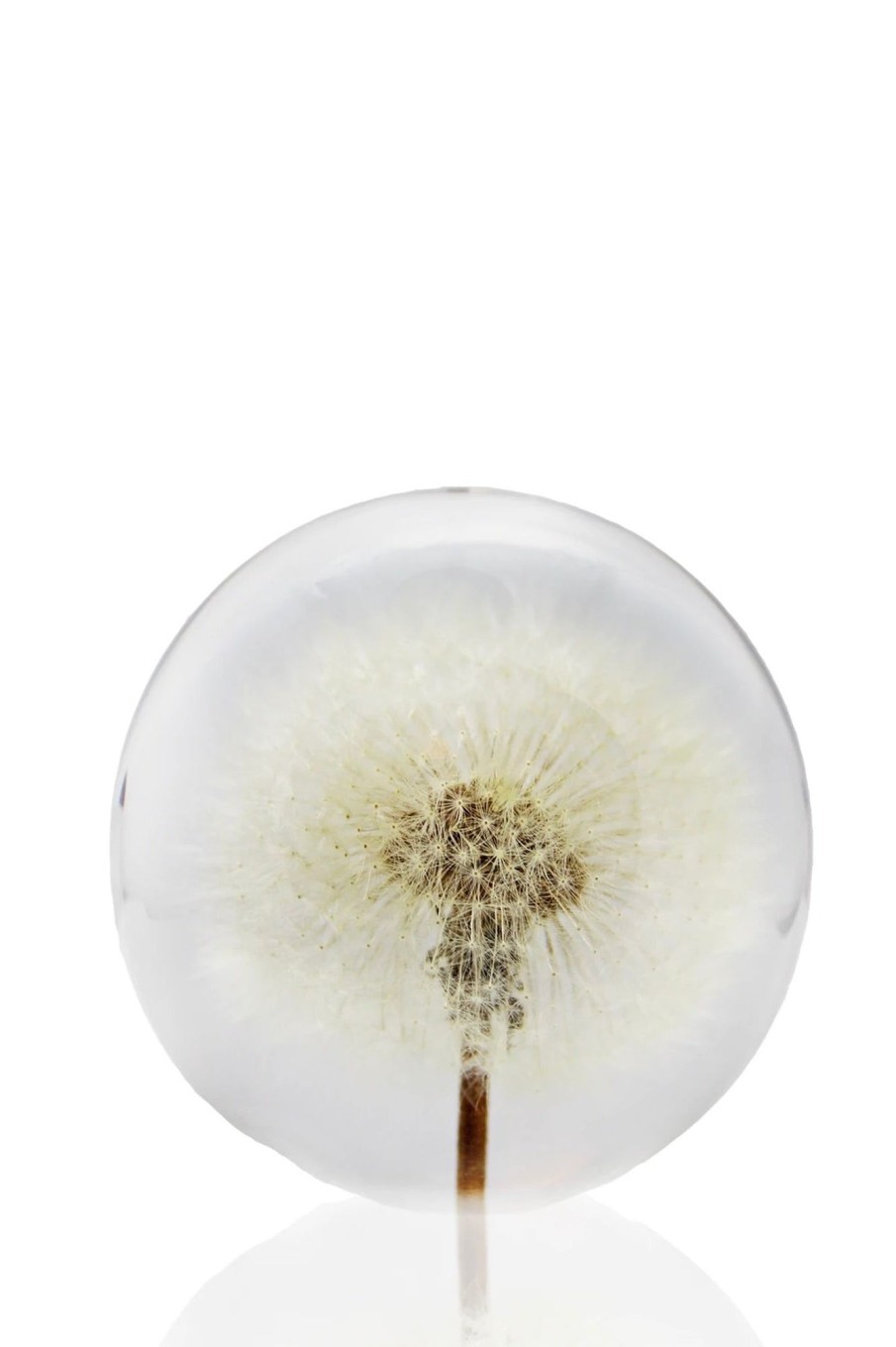 Lifestyle Dauphinette | Dauphinette-Dandelion Crystal